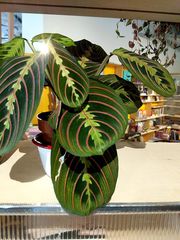 Maranta
