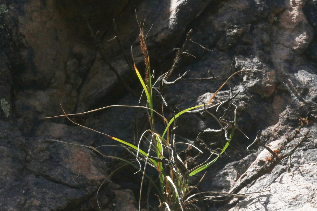 Carex socotrana