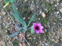 Babiana blanda