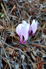 Cyclamen graecum