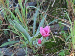 Babiana blanda