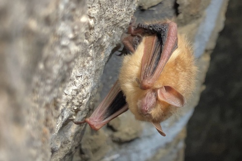 Tri-coloured Bat photographed in Minnesota