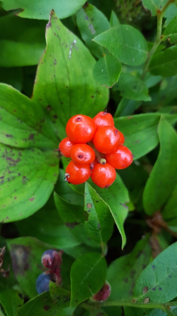 Canadian bunchberry from Pleasant Point, NS, Canada on August 2, 2019 ...