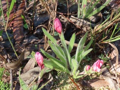 Babiana blanda