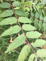 Ailanthus altissima
