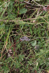 Scotopteryx moeniata