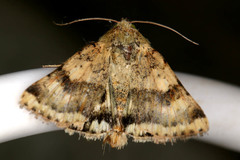 Heliothis