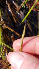 Eleocharis robbinsii