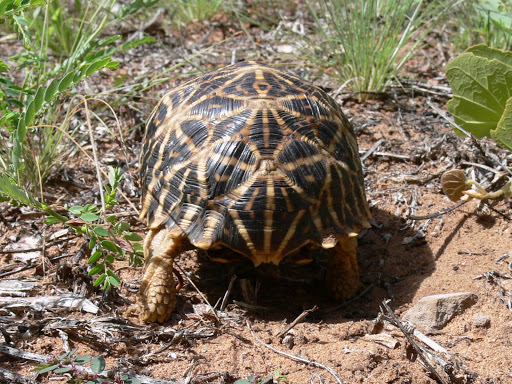 Serrated Tortoise from Thakadu Game Farm, Ghanzi, Botswana on March 06 ...