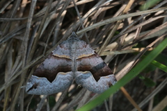 Scotopteryx moeniata