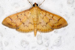 Patania balteata