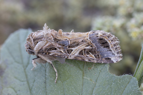 Mediterranean Brocade