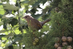 Trochalopteron lineatum