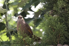 Trochalopteron lineatum