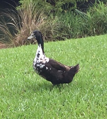 Anas platyrhynchos domesticus