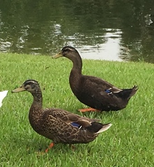 Anas platyrhynchos domesticus