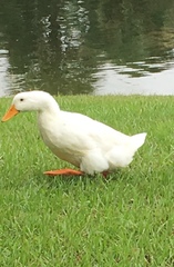 Anas platyrhynchos domesticus