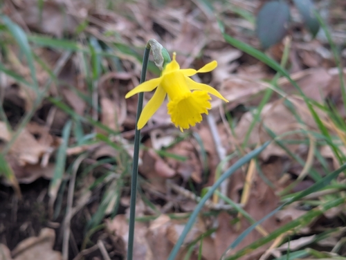 Image of Narcissus minor by (c) Óscar Sampedro, some rights reserved (CC BY)