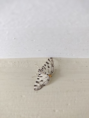 Conchylodes platinalis