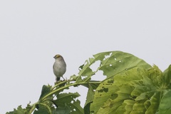 Ammodramus aurifrons