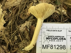 Lactarius fumosus
