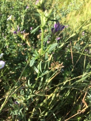 Medicago sativa
