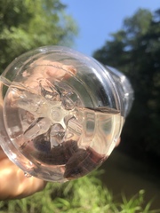 Necturus mounti
