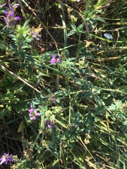 Medicago sativa