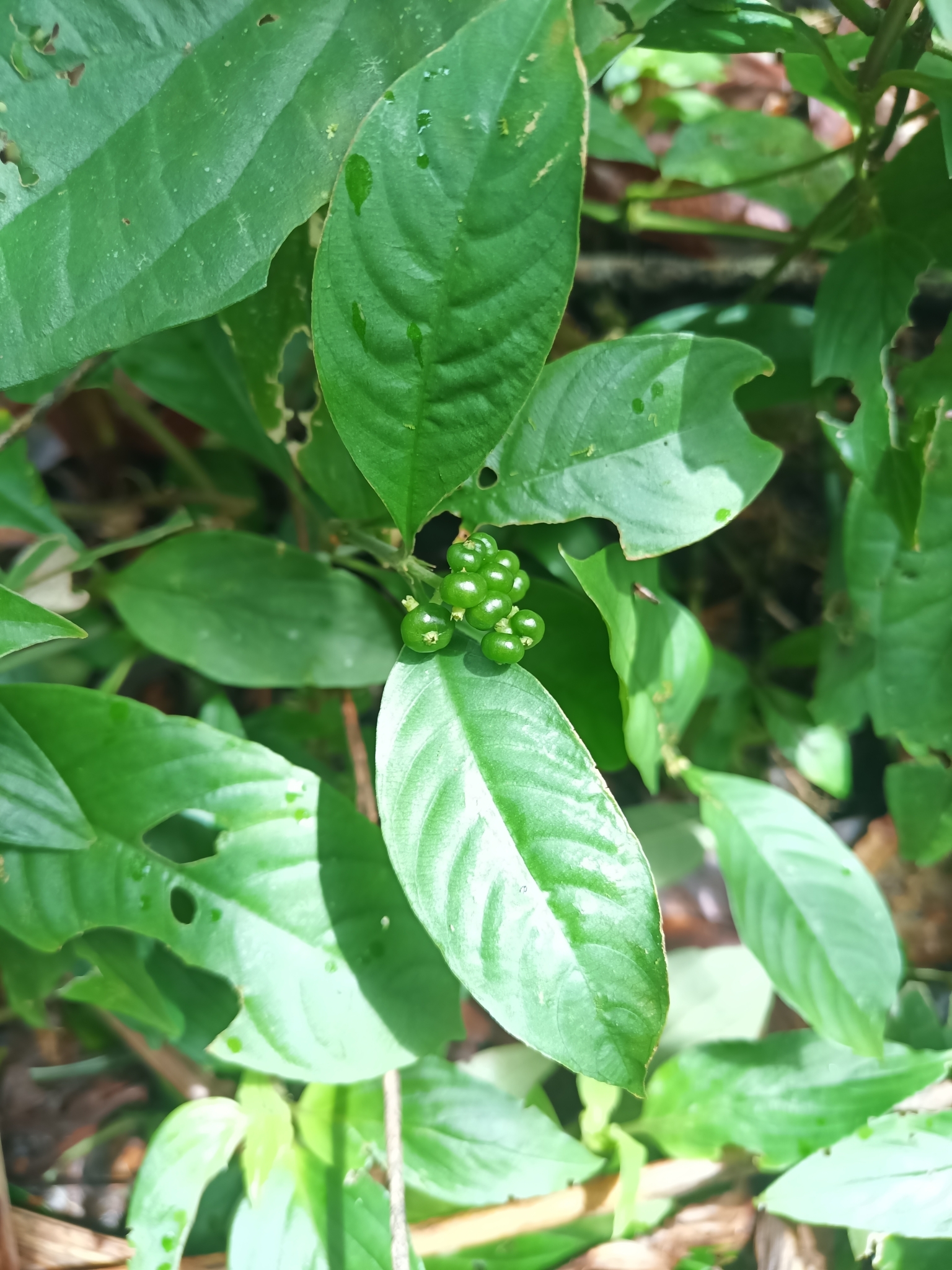 Imagem de Café-de-bugre