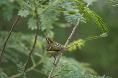 Phylloscopus proregulus