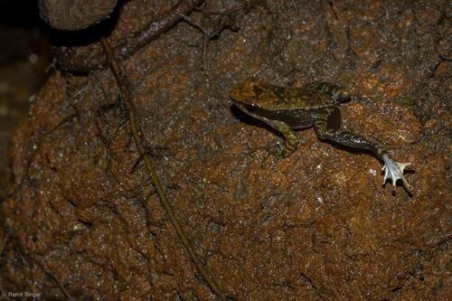 Crimson Bush Frog, Micrixalus elegans