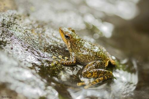 Spotted Dancing Frog, Micrixalus specca