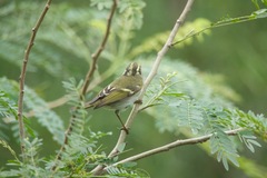 Phylloscopus proregulus