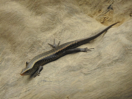 Eutropis multifasciata