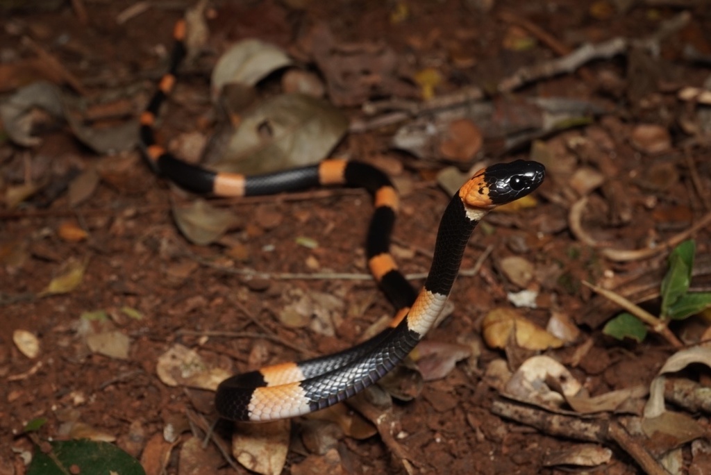 Snail-Eating Thirst Snake