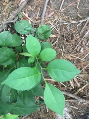 Celastrus orbiculatus