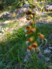 Digitalis laevigata graeca
