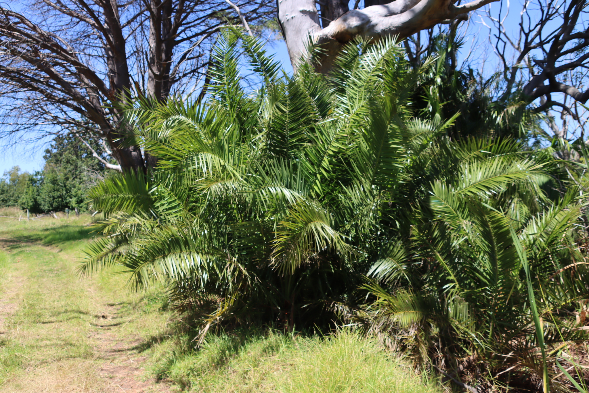 Date Palm Hybrid (Phoenix canariensis)