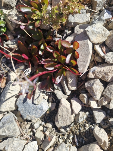 Epilobium crassum (Epilobium crassum)