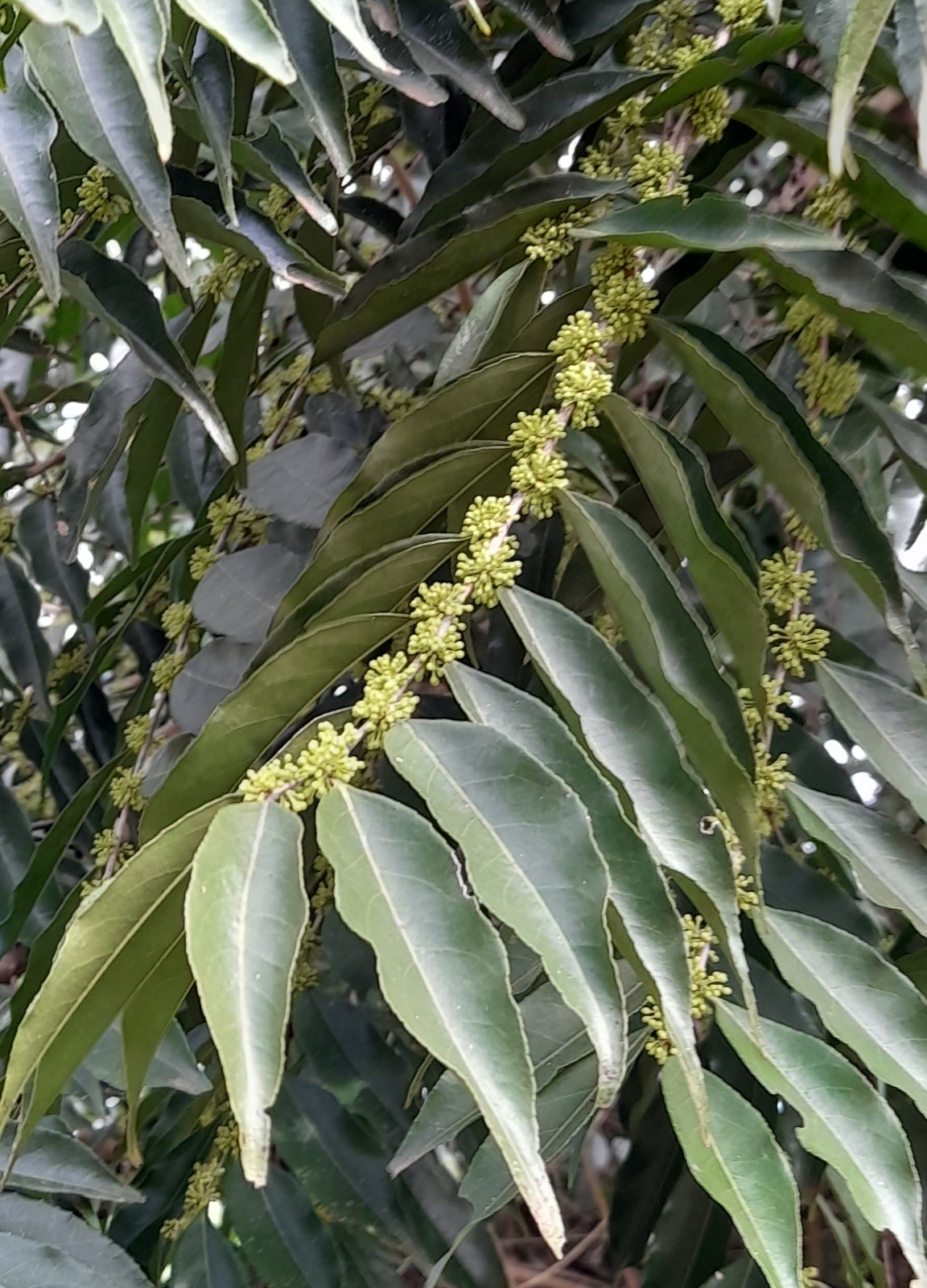 Casearia sylvestris