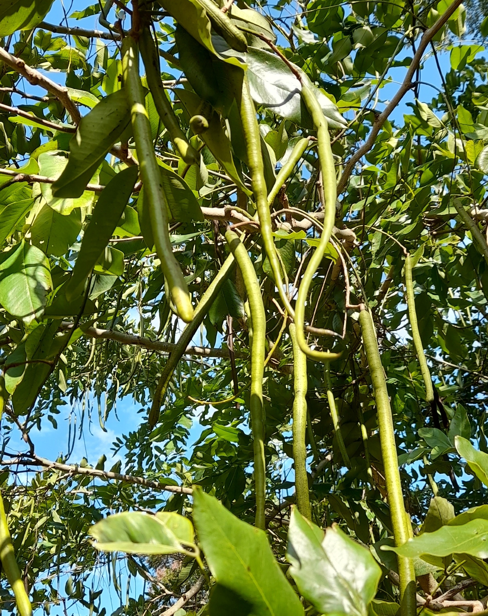 Cassia fistula