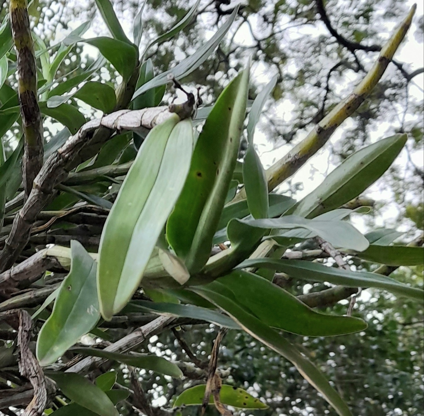 Dendrobium nobile