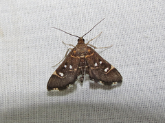 Diathrausta harlequinalis