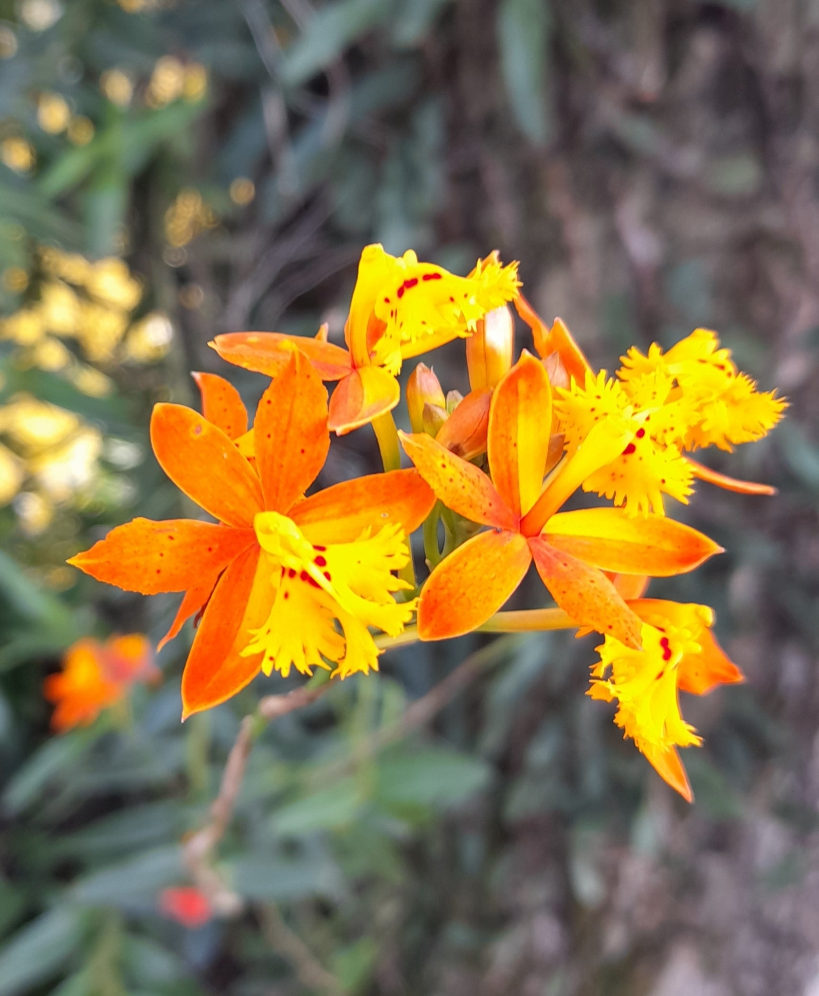 Epidendrum fulgens