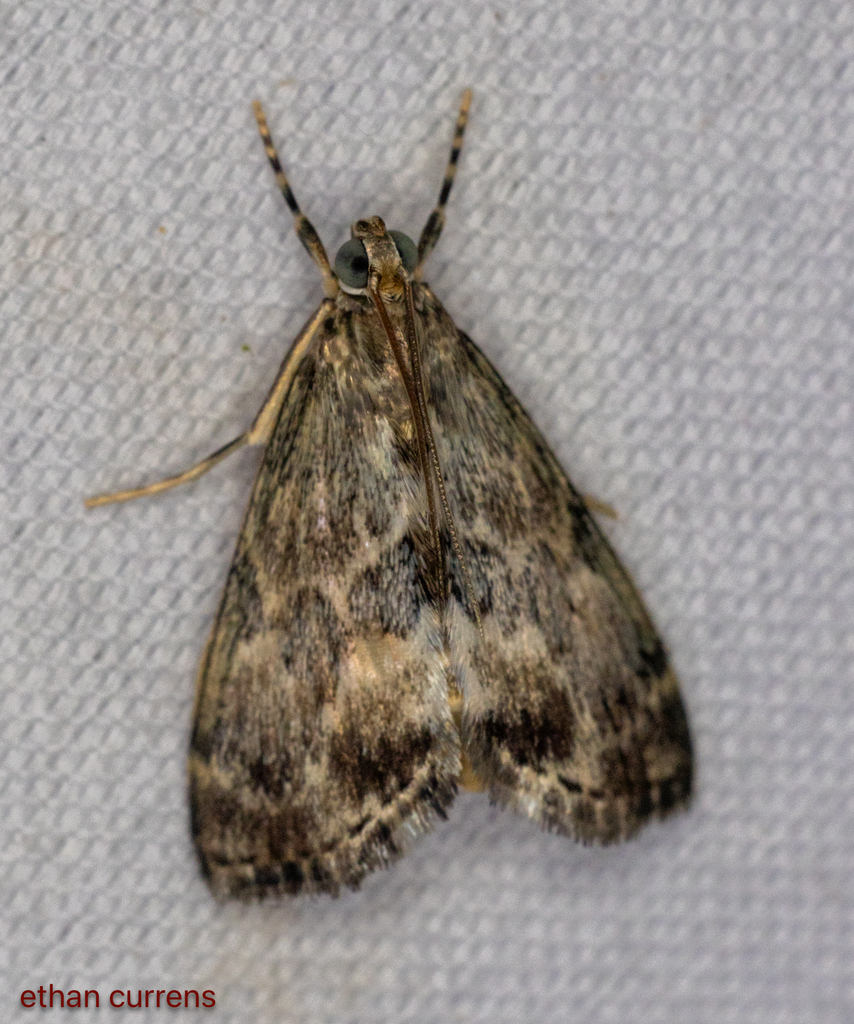 Eupoca bifascialis