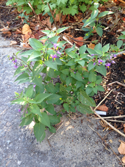 Solanum dulcamara