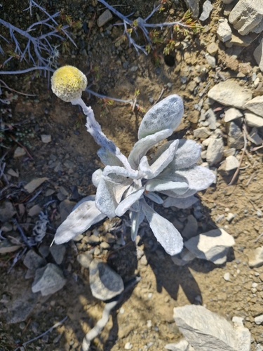 Craspedia incana, photograph 2