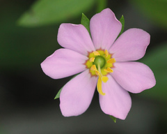 Sabatia calycina