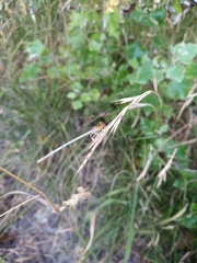 Platycnemis pennipes