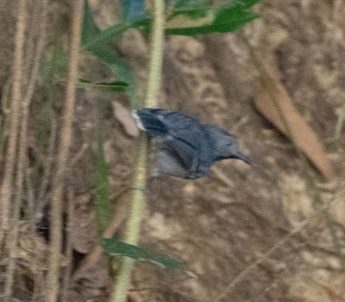 Black-chinned Antbird (Hypocnemoides melanopogon), photo 2